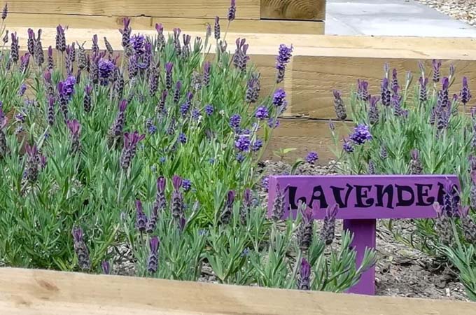 Picking lavender at Parkside House